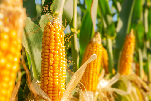 Maize Corn - Broken Ratio (%): A A 3%