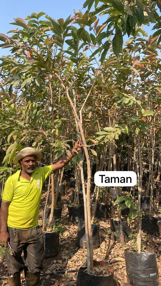 Taman Plant