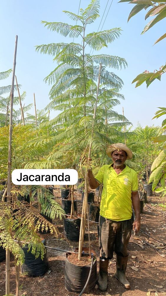 Jacaranda Plant - Breed: Hybrid Cultivar