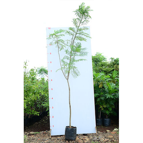 Jacaranda Plant - Breed: Hybrid Cultivar
