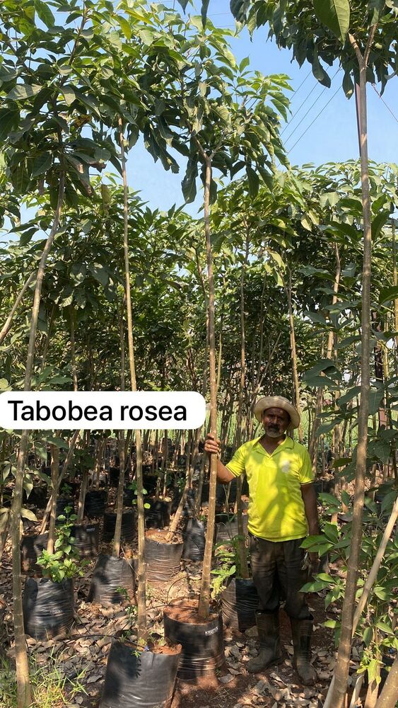 Tabobea Rosea Plant - Breed: Hybrid Cultivar