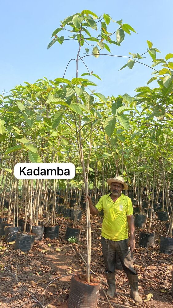 Kadamba Plant - Breed: Hybrid Cultivar