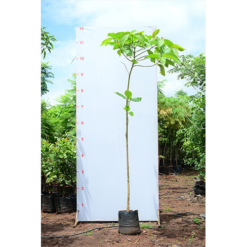 Kadamba Plant - Breed: Hybrid Cultivar