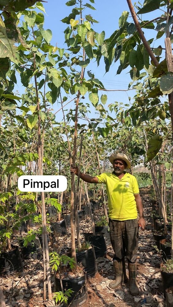 Pimpal Plant - Breed: Hybrid Cultivar