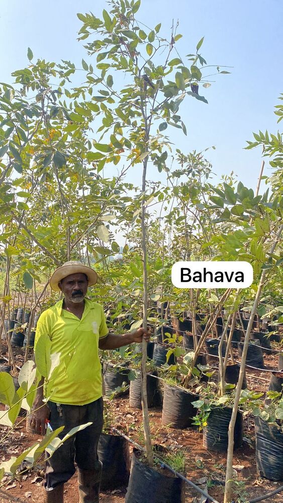 Bahava Plant - Breed: Hybrid Cultivar