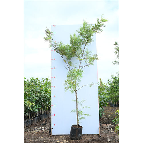 Silver Oak Plant - Breed: Hybrid Cultivar