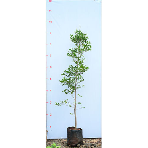 Bakul Plant - Breed: Hybrid Cultivar