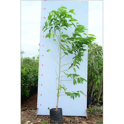 Sonchafa Plant - Breed: Hybrid Cultivar