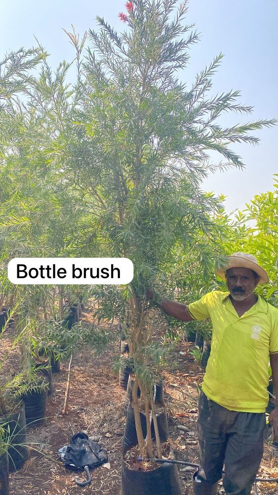 Bottle Brush Plant - Breed: Hybrid Cultivar