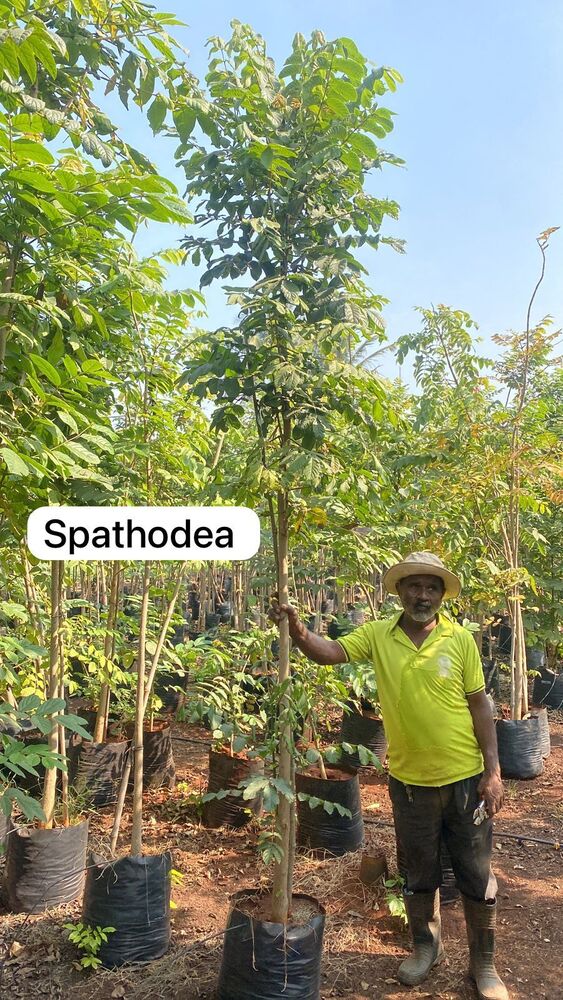 Spathodea Plant - Breed: Hybrid Cultivar