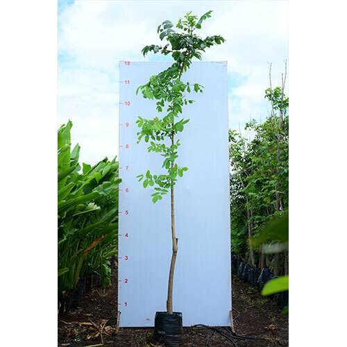 Spathodea Plant - Breed: Hybrid Cultivar