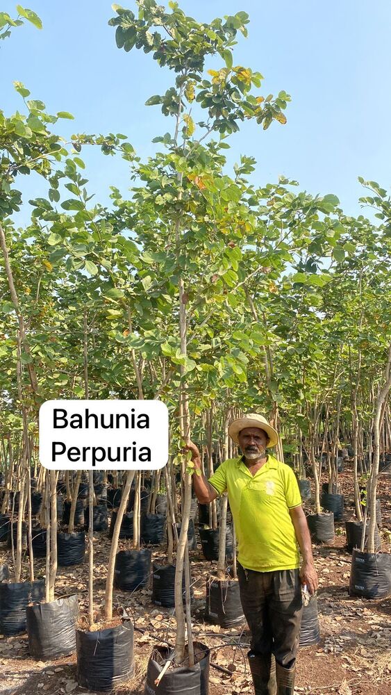 Bahunia Perpuria Plant - Breed: Hybrid Cultivar