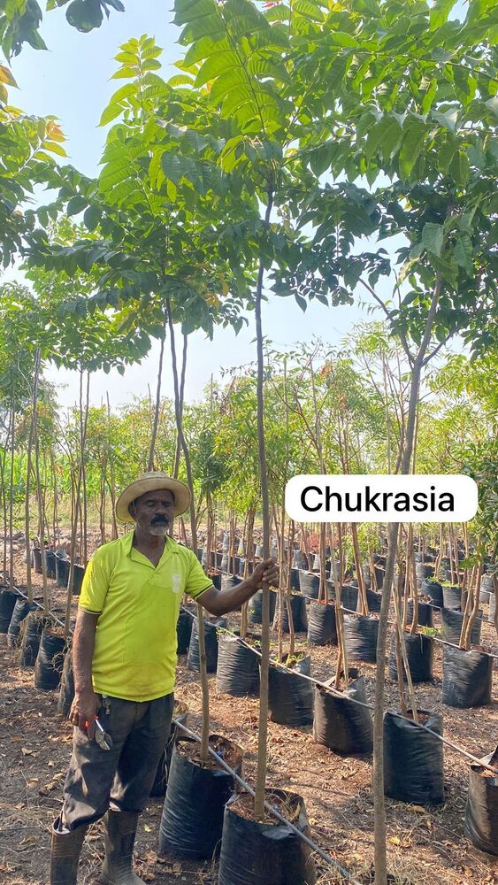 Chukrasia Plant - Breed: Hybrid Cultivar