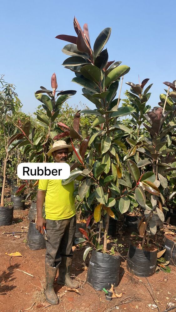 Rubber Plant - Breed: Hybrid Cultivar