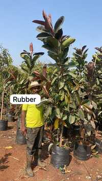 Rubber Plant - Breed: Hybrid Cultivar