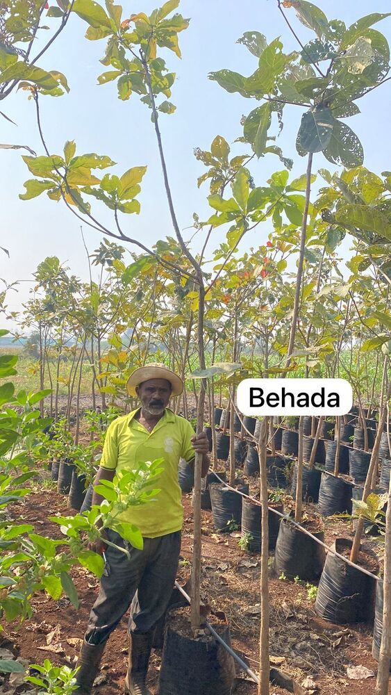 Behada Plant - Breed: Hybrid Cultivar