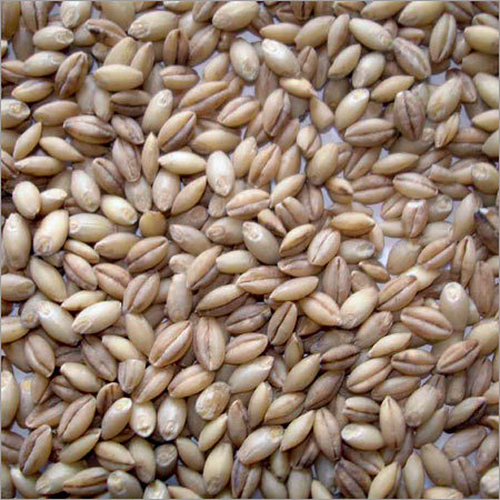 जौ का अनाज