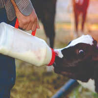 Milk Bottle - Color: White