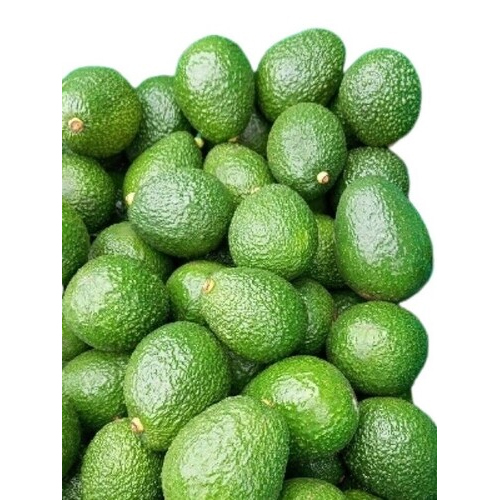 Green Avocado By Agrizania International - Cultivation Type: Common