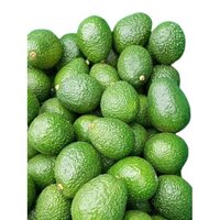 Green Avocado By Agrizania International