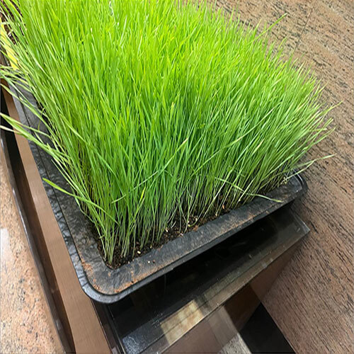 Micro Green Grow Trays - Color: Various Available
