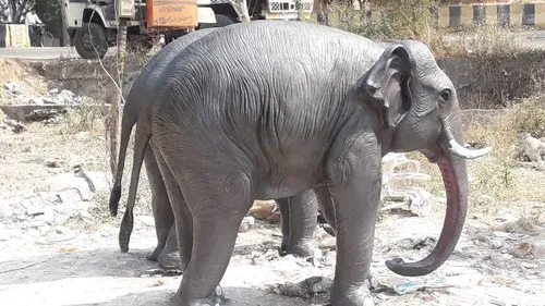 Big Elephant Sculpture - Color: Grey