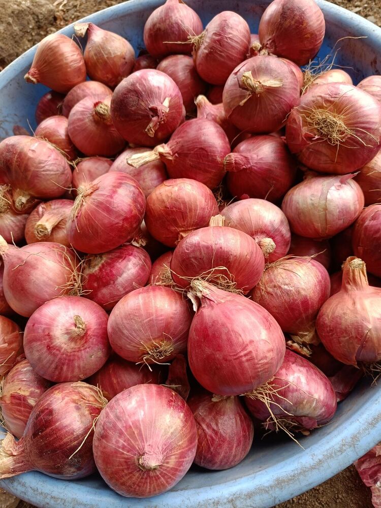 Red Onion  (Small)