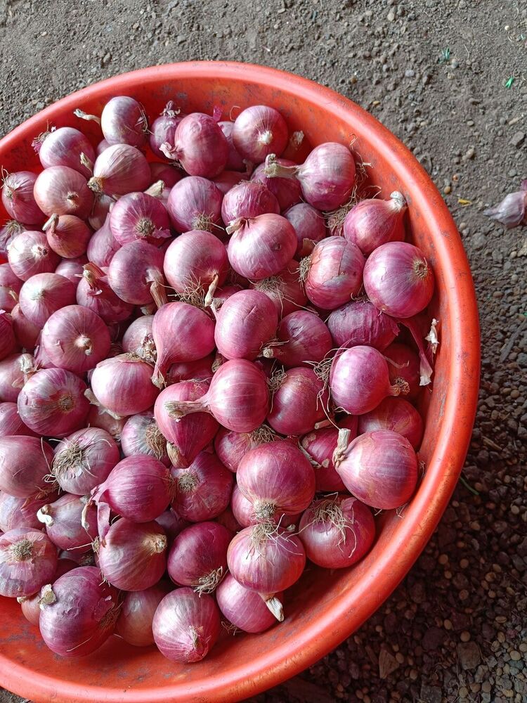 लाल प्याज़ (मध्यम)