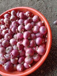 Red Onion  (Medium)