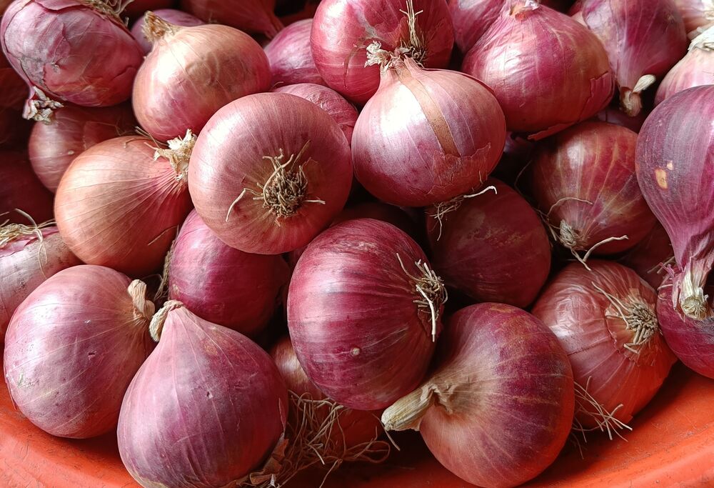 Red Onion (Medium)