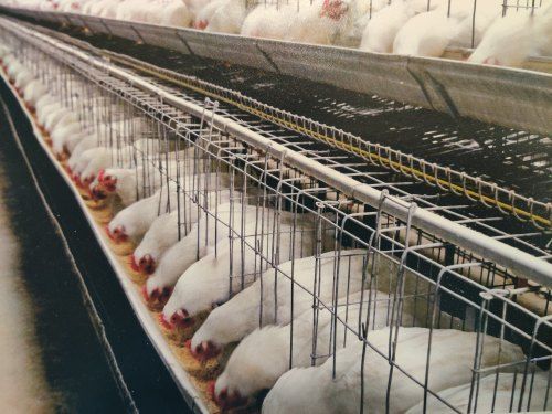 Poultry Grower Cage - Color: Gray