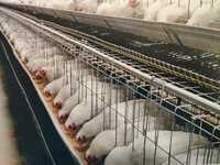 Poultry Grower Cage - Color: Gray