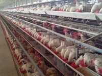 Poultry Chicken Cage - Color: Gray