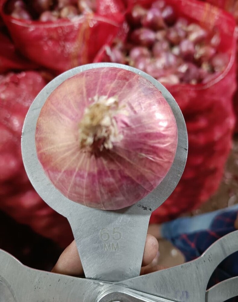 Red Onion (Large)