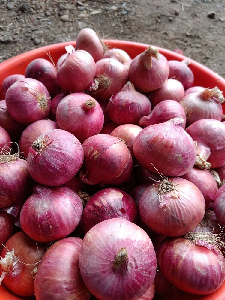 Red Onion (Large) - Cultivation Type: Common