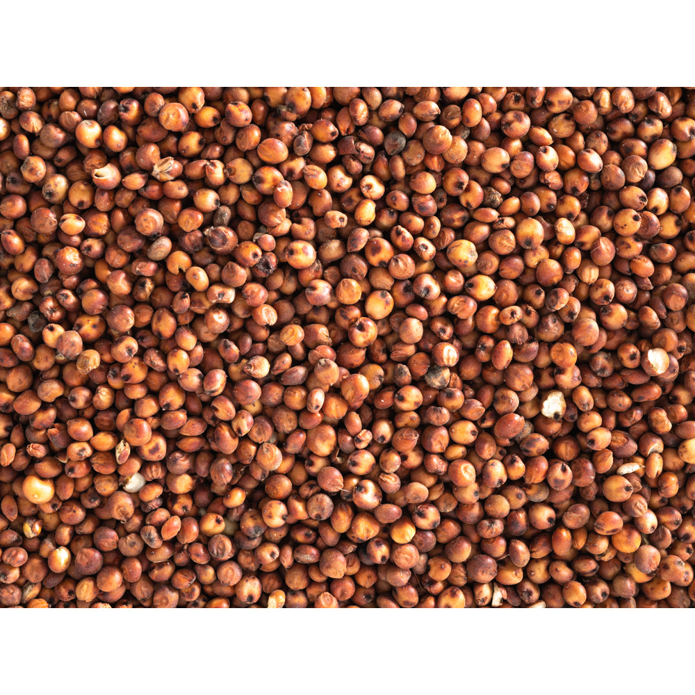 Red Sorghum Grains - Color: Brown