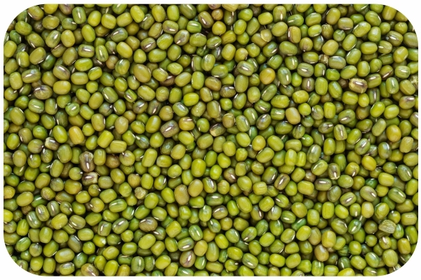 _Mung Bean