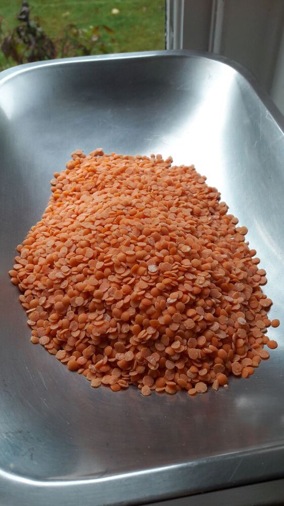 Polish Moss Lentil