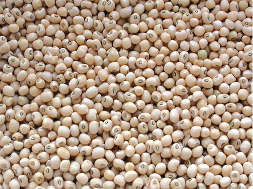 Indian Pulses