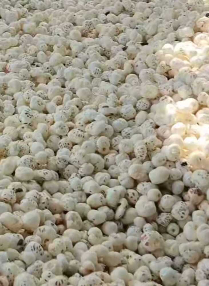 Phool Makhana - Color: White