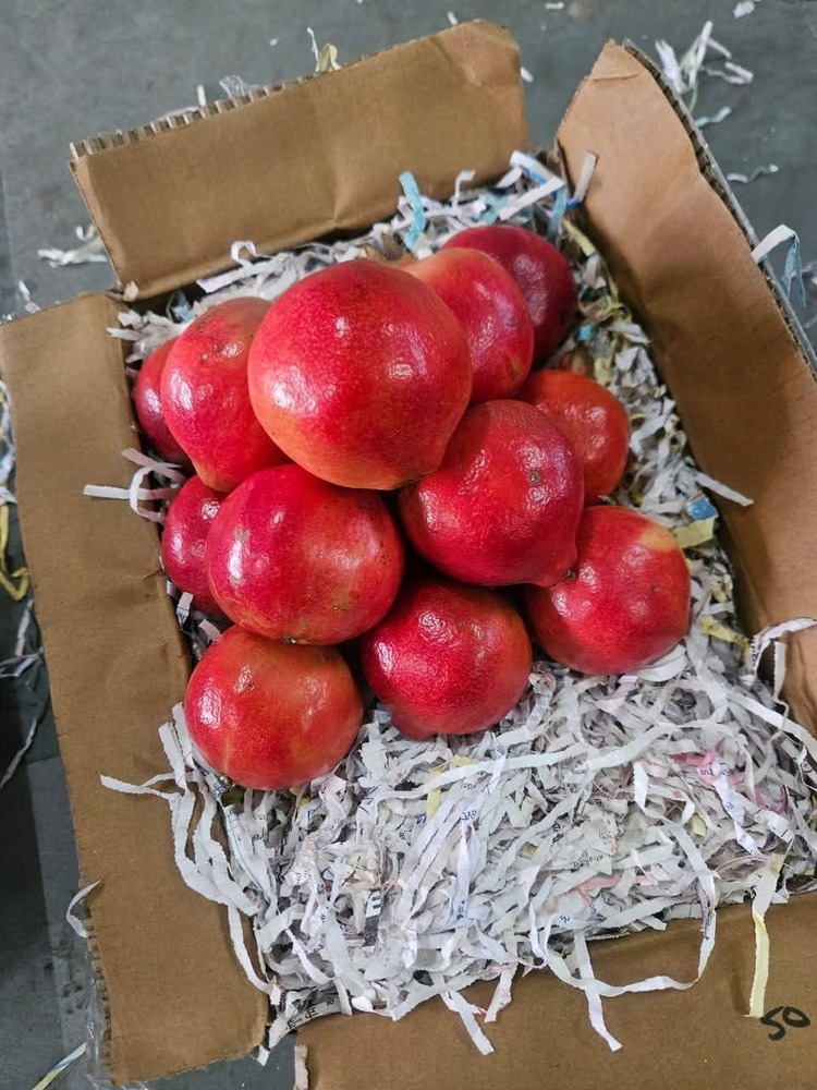 Best Quality Fresh Pomegranate - Color: Red