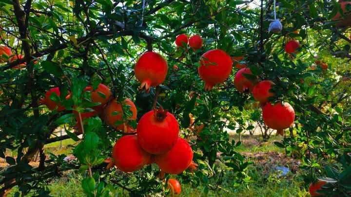 Export Quality Fresh Pomegranate - Color: Red