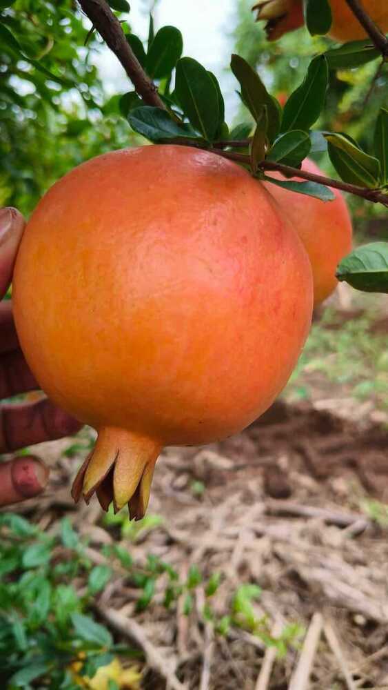 Export Quality Fresh Pomegranate