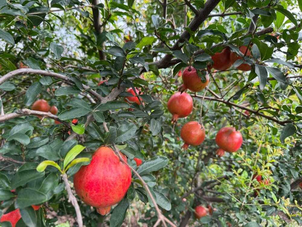 Export Quality Fresh Pomegranate - Color: Red