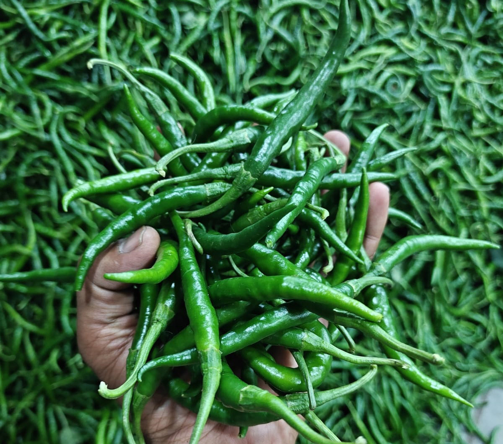 Best Quality Green Chillies - Moisture (%): 85-86%