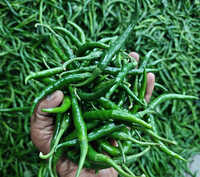 Best Quality Green Chillies