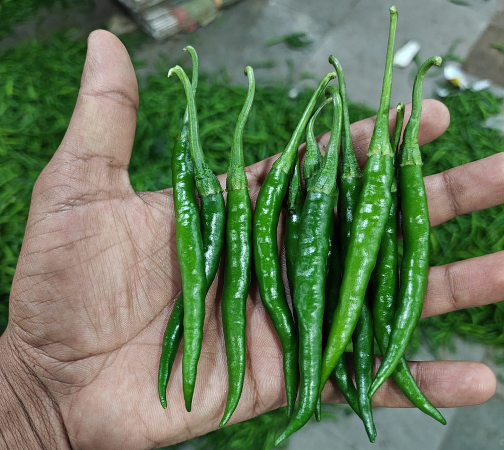Best Quality Green Chillies - Moisture (%): 85-86%