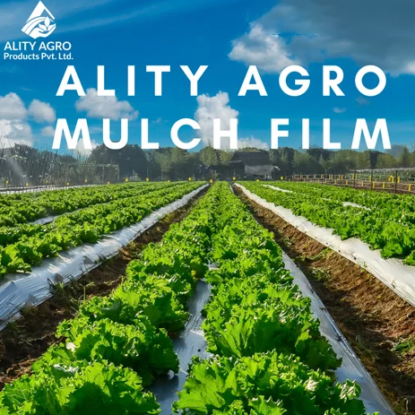 10 Star Champion Silver Black Mulch Film - Base Material: Lldpe
