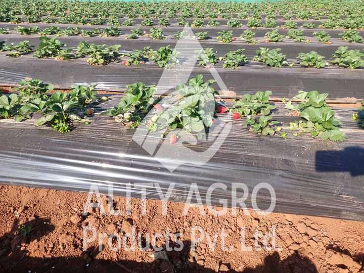 Black Mulch Film - Base Material: Ldpe