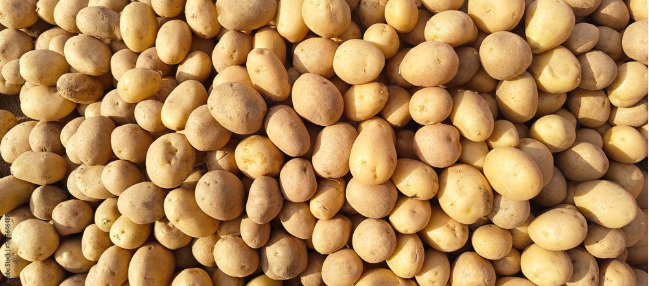 Fresh Potato - Cultivation Type: Organic